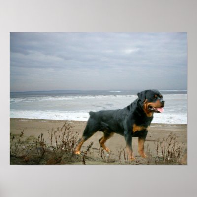 Rottweiler On The Beach Print by normagolden