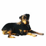 Rottweiler Photo Sculpture Magnet photo sculptures