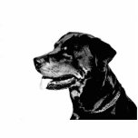 Rottweiler photosculpture