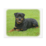 Rottweiler postcards