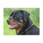 rottweiler postcards