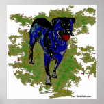 Rottweiler posters