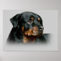 Rottweiler Print