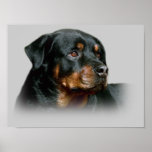 Rottweiler Print