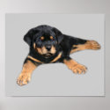 Rottweiler Print