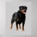 Rottweiler Print