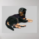 Rottweiler Print