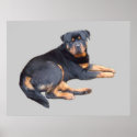 Rottweiler Print