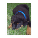 rottweiler pup. postcards