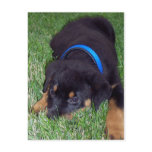 rottweiler pup. postcards