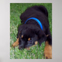 rottweiler pup. posters