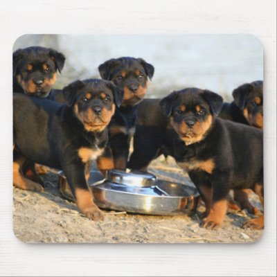 rottweiler puppies mouse mat by denvercris
