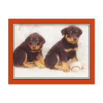 Rottweiler puppies postcard