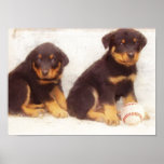 Rottweiler puppies poster posters