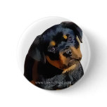 Rottweiler puppy buttons