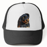 Rottweiler puppy hats