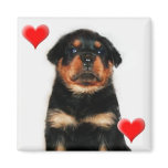 Rottweiler puppy magnet