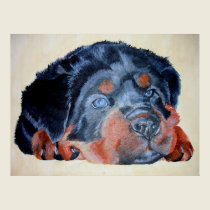 Rottweiler Puppy Portrait posters