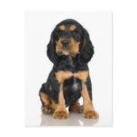 Rottweiler Puppy postcards