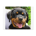 Rottweiler puppy postcards