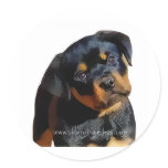 Rottweiler puppy stickers