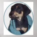 Rottweiler Puppy with Blanket posters