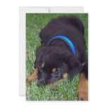 rottweiler pups invitations