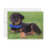 rottweiler pups invitations
