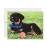 rottweiler pups invitations