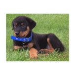 rottweiler pups. postcards