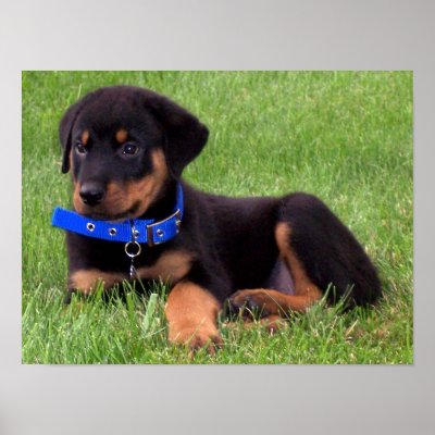 rottweiler pups. poster by asyrum
