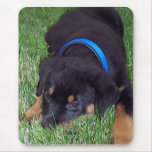 rottweiler pus. mousepads