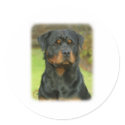 Rottweiler stickers
