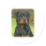 Rottweiler stickers