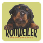 Rottweiler stickers