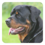 rottweiler stickers