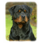 Rottweiler t-shirts