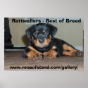 Rottweilers - Best of Breed posters
