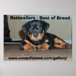 Rottweilers - Best of Breed posters