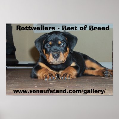 Rottweilers - Best of Breed Posters by Sholcroft