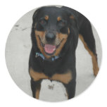 Rotweiller stickers