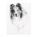 Rough Blue Merle Collie Postcards