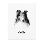 Rough Collie Charcoal postcards