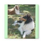 Rough Collies magnets