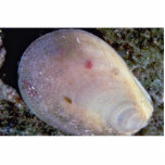 Rough file clam (Lima scabra) Shell photo sculptures