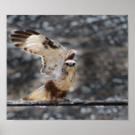 Rough-Legged Hawk posters