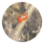 Round Ladybug Stickers