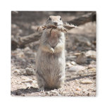 Round-tailed Ground Squirrel magnets