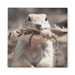 Round-tailed Ground Squirrel Refrigerator Magnets