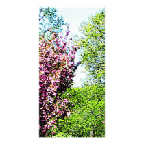 Row of Flowering Trees